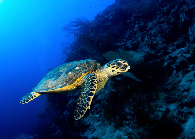 Hawksbill sea turtle (Eretmochelys imbricata) in deep blue, Red Sea, Egypt.