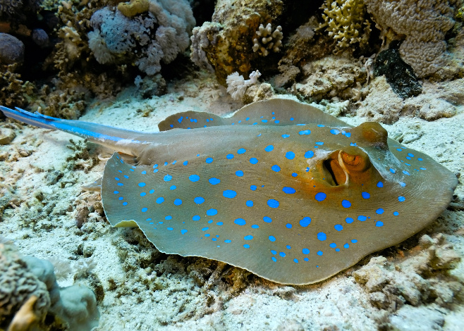 blue-spotted_featured