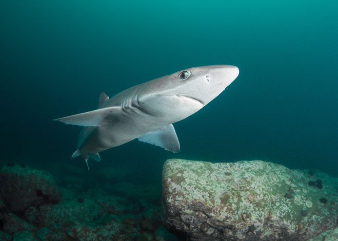 Spiny dogfish shark Deep - 15 meters Japan sea Russia