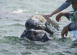 grey_whales_featured