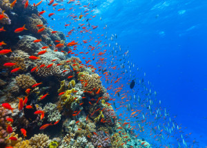 Beautiful coral reef with fish in Red sea