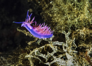 Italy. Mediterranean Sea, U.W. photo, nudibranch - FILM SCAN