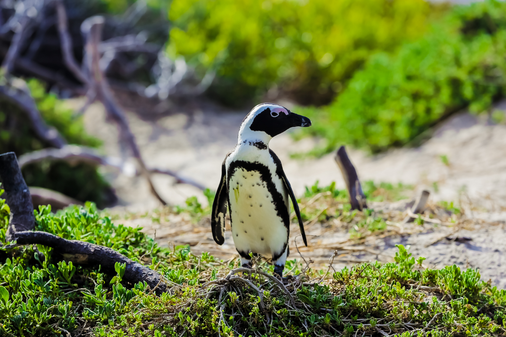 Meeting The Boulder Bay Penguins Of South Africa 9498