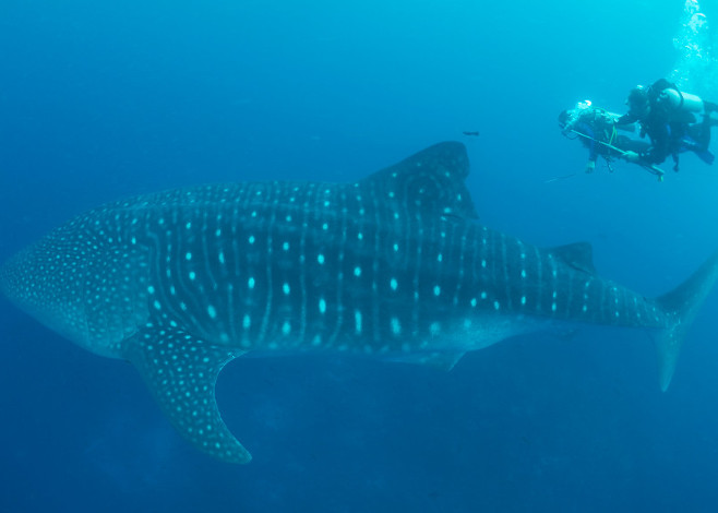 MMF Whaleshark_featured