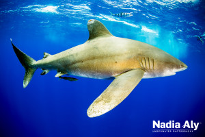 OceanicWhitetip_Aly