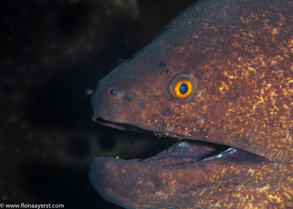Always look for animals living on others. Can you see the shrimp tickling this eel's mouth?