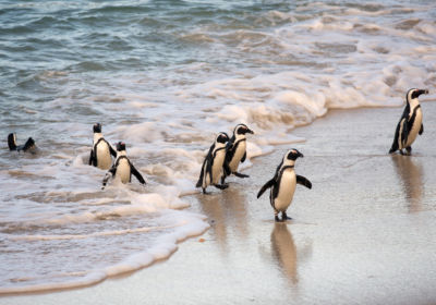 African penguins coming ashore on Boulder's Beach near Cape Town, South Africa