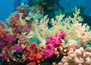Colorful underwater offshore rocky reef with coral and sponges and small tropical fish swimming by in a blue ocean