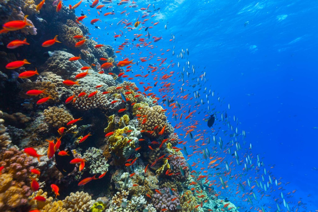 The Significance Of Our Coral Reefs • Scuba Diver Life