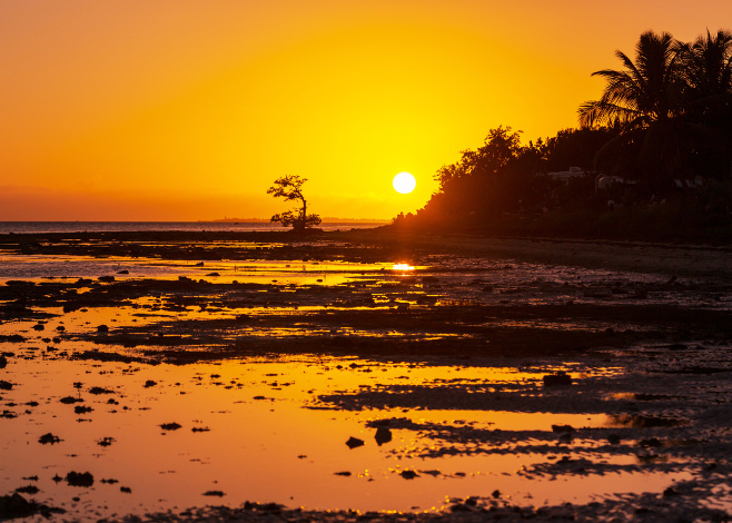 Lonely Mangrove tree in Florida coast