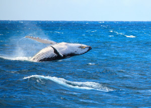 Whale breaching