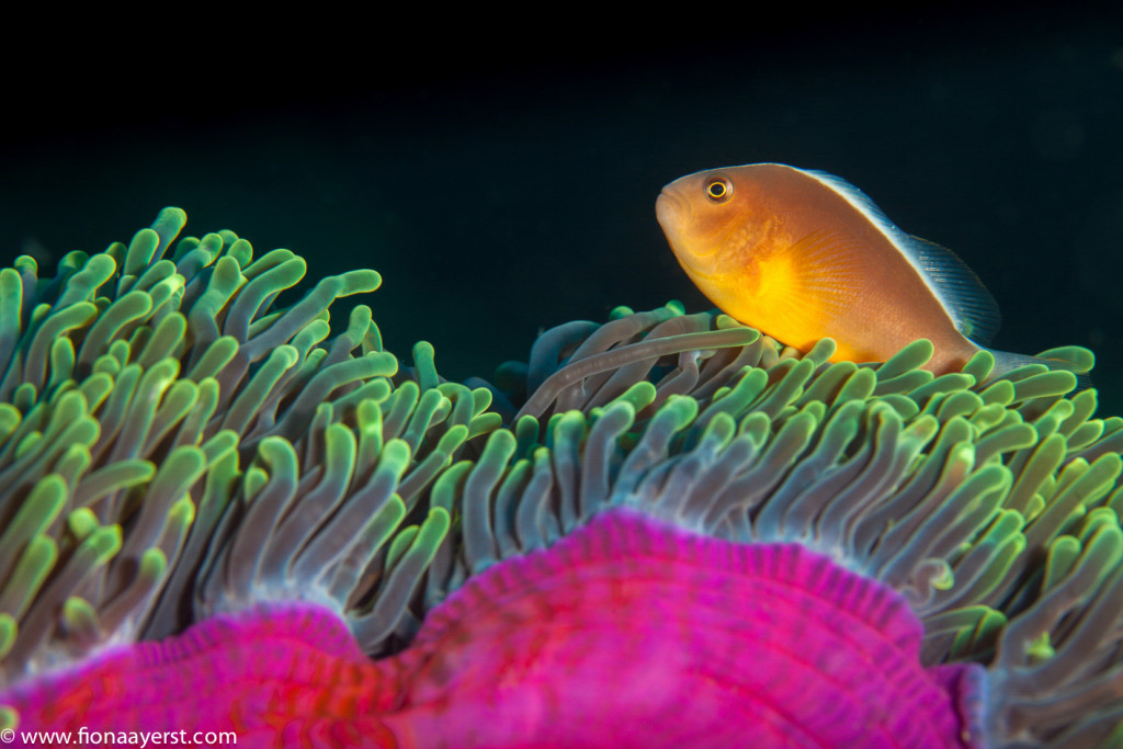 A clownfish dances on its host anemone
