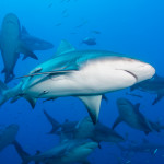 sharks in blue water