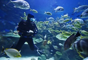aquarium diver and fish