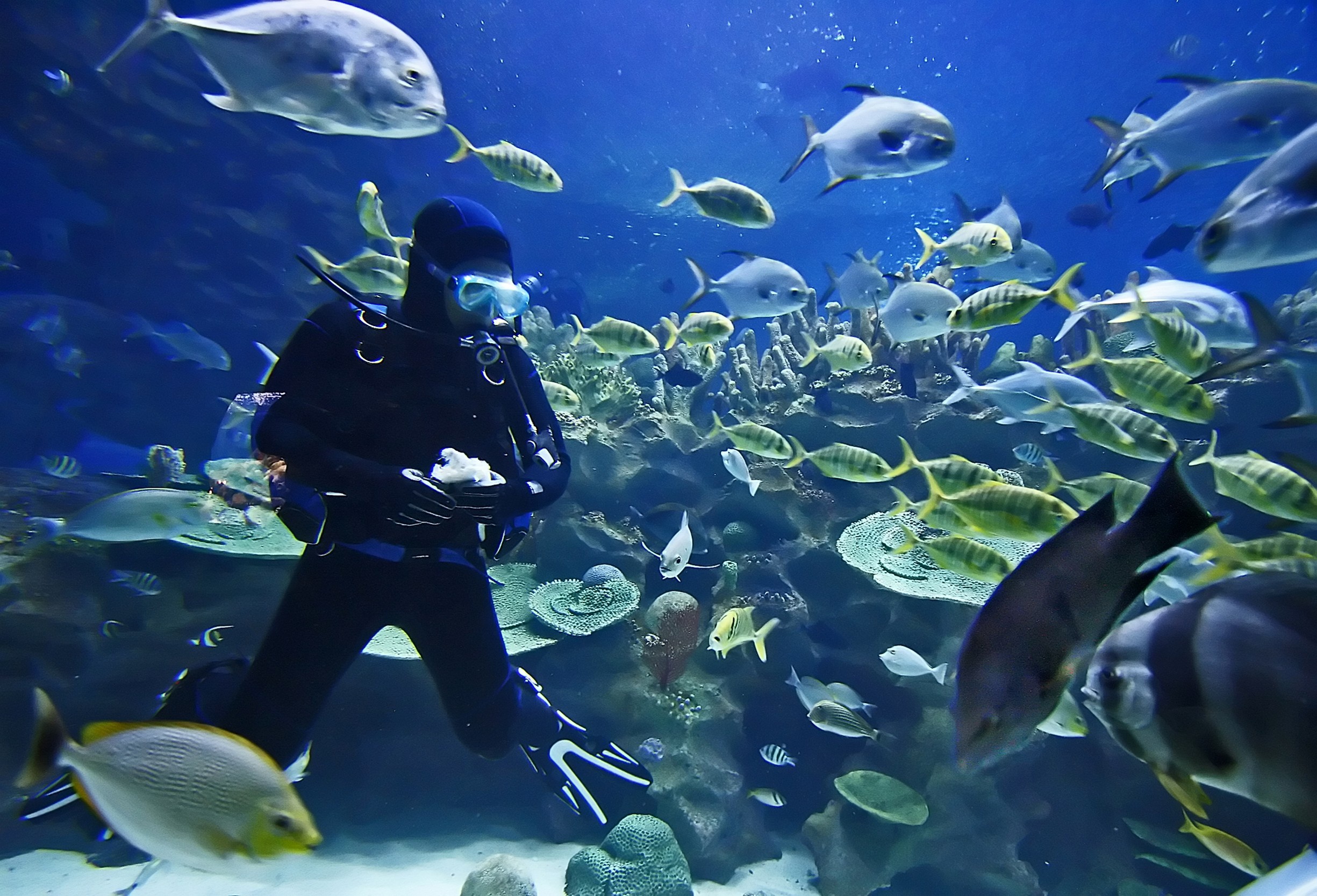 Reminiscences of an Aquarium Worker • Scuba Diver Life