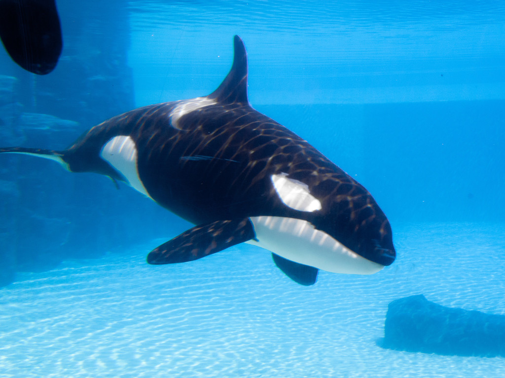Orcas in captivity usually live in a barren environment.