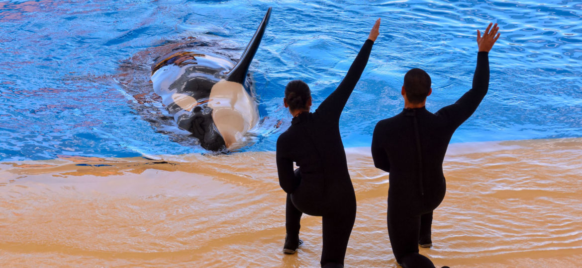 The Truth Behind the SeaWorld Orca Show “Ban”