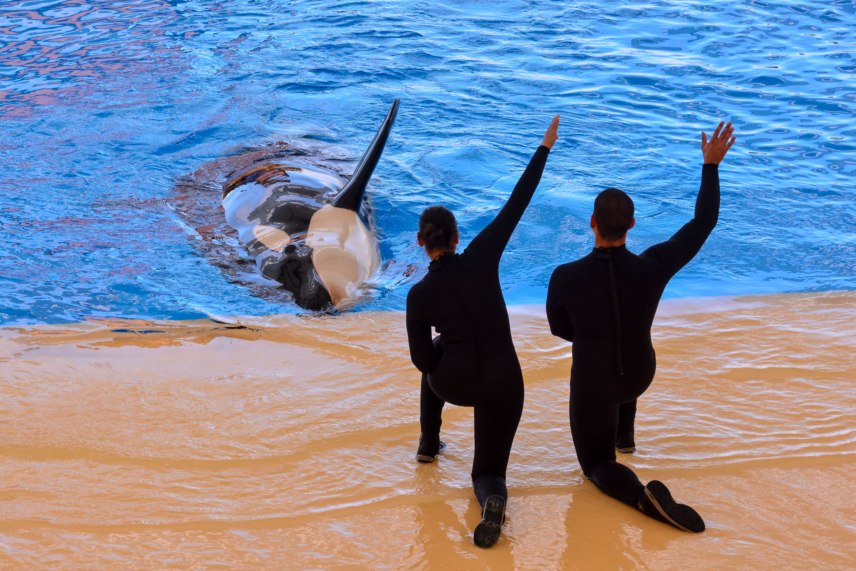 The Truth Behind the SeaWorld Orca Show “Ban” • Scuba Diver Life