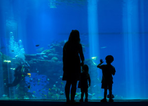 aquarium viewers