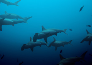 Large school of hammerhead sharks swimming in the deep blue waters of the ocean
