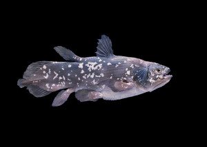 coelacanth_featured