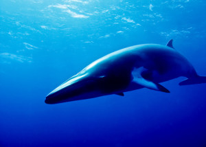 A huge Minke whale swims toward the Photographer. Australia. GBR.