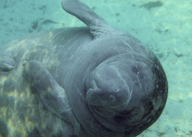 Snorkeling with Manatees
