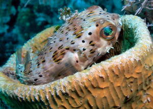 schoolhouse_reef_featured