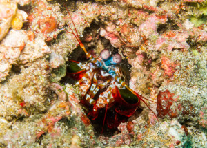Peacock mantis shrimp focus outside