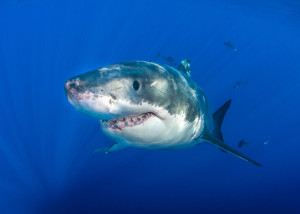 shark with scars