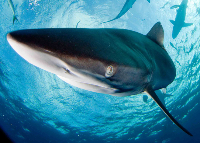 sharks are worth more alive than dead