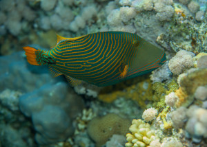 triggerfish_featured