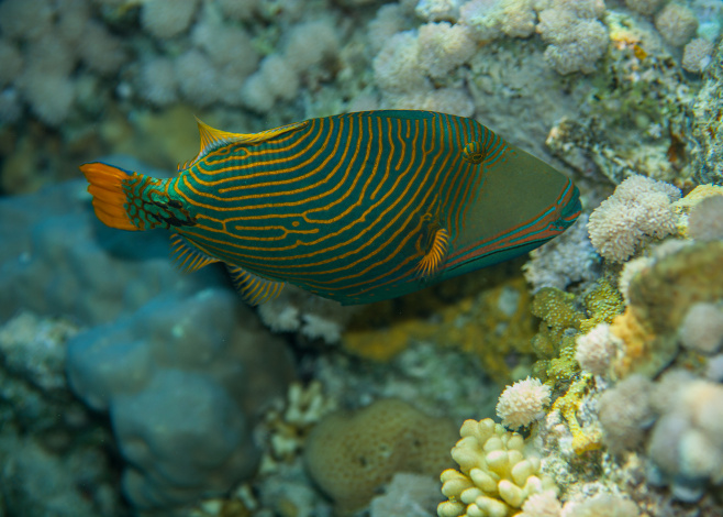 Triggerfish