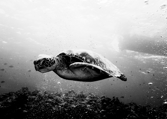 turtle_cove_featured