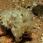 Hooded Cuttlefish (Sepia prashadi)