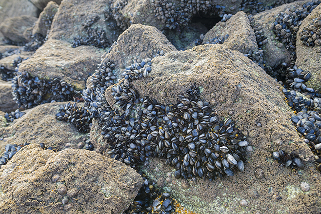 mussels, Paris climate talks
