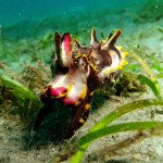 cuttlefish article