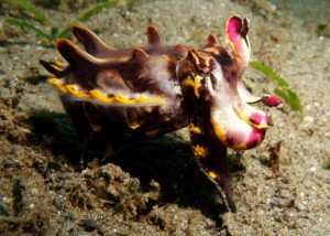 cuttlefish_featured