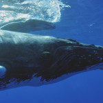 Humpback whales visit sanctuary waters each winter to mate, calve, and nurse their young. These whales spend more than 90 percent of their lives under the surface of the water, and often call to one another using complex songs. When diving and boating, make sure to give these majestic animals plenty of space.  (Photo credit: NOAA Permit #774-1714)