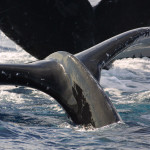 Humpback whalesâ€™ impressive acrobatic displays are often visible from miles away. These whales are often identified by scars and patterns of white pigmentation on the underside of their tails, which are unique to each whale. (Photo credit: NOAA Permit #782-1438)
