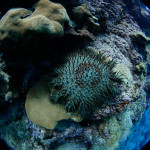The main Hawaiian Islands are surrounded by small, fringing reefs that are home to roughly 50 coral species â€” 20 percent of which are unique to the area â€” and invertebrates like the crown-of-thorns starfish. (Photo credit: Mitchell Tartt/NOAA)