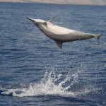 The spinner dolphin is named for its unique habit of leaping out of the water and spinning in mid-air. (Photo credit: Ed Lyman/NOAA permit #14097)