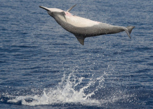 Hawaiian Islands Humpback Whale National Marine Sanctuary