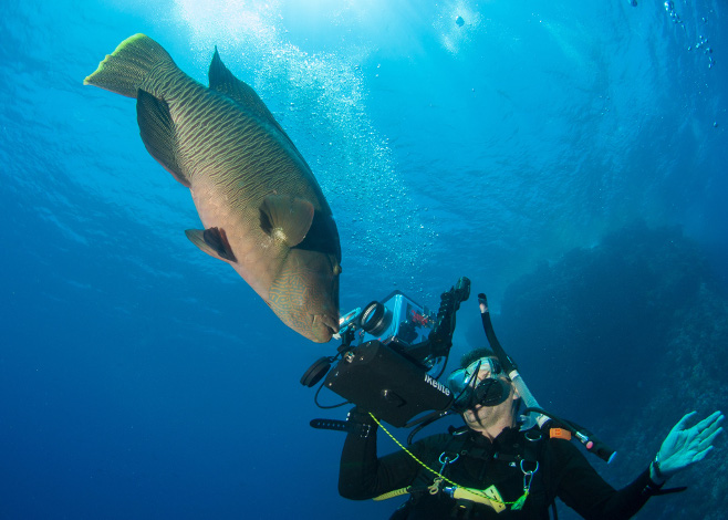 Underwater Photography Big Animals