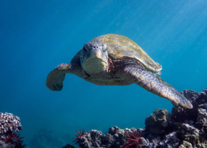 Ending Turtle By-Catch