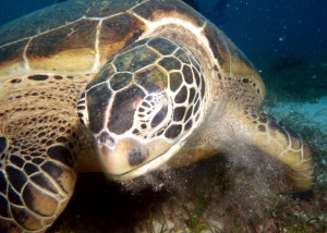 racing extinction_featured