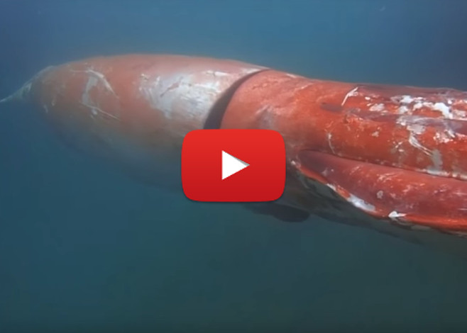 Giant Squid Captured on Camera