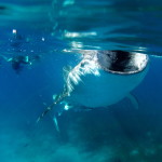 whale shark mouth open