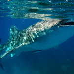 whale shark2
