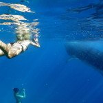 whale sharks and others